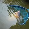 Preston - Latex Carp Net